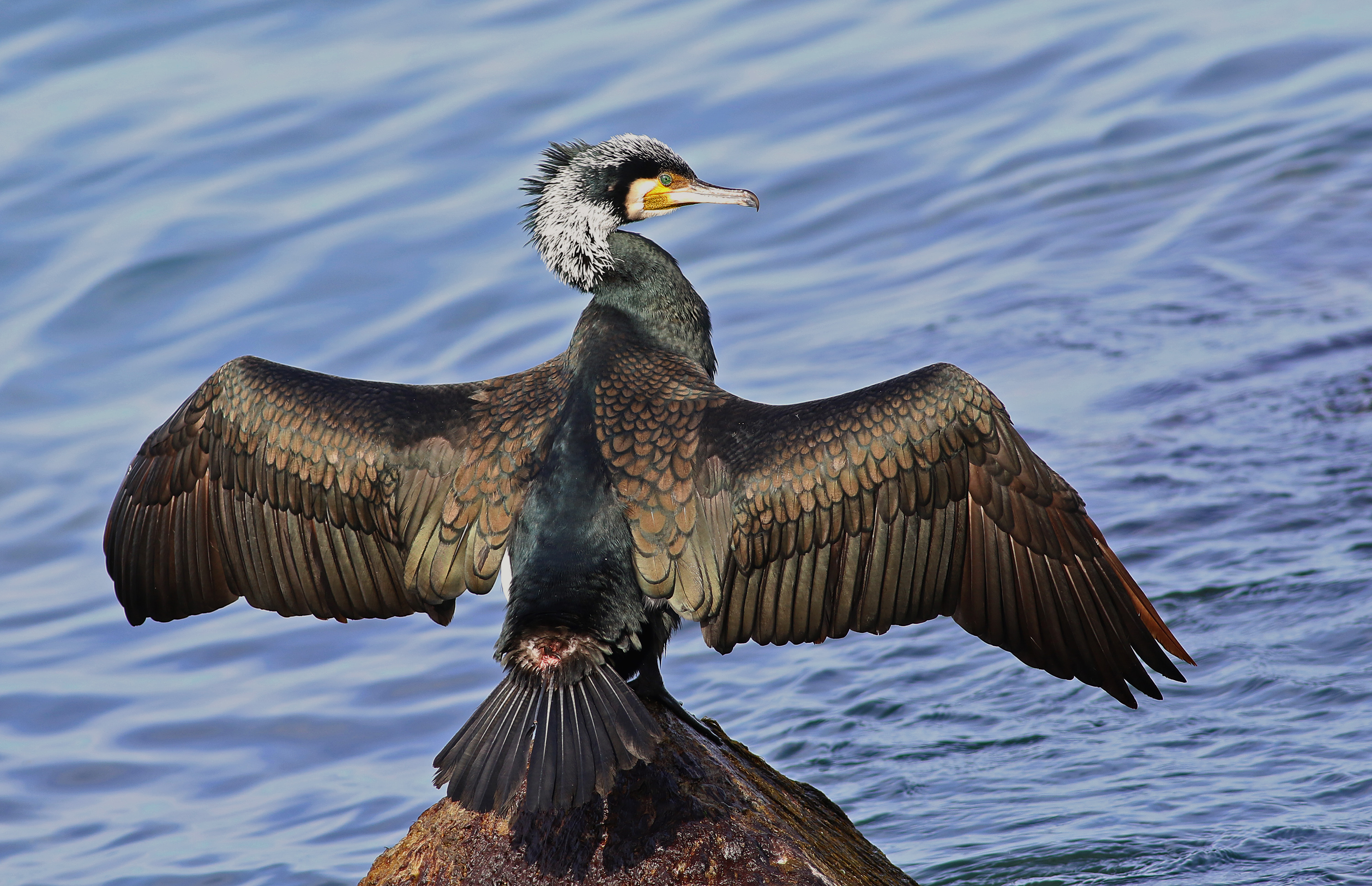 Great Cormorant — Ana fotoğraf